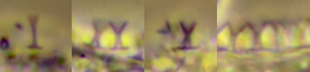 Cochliopodium spec. - Ferry Siemensma