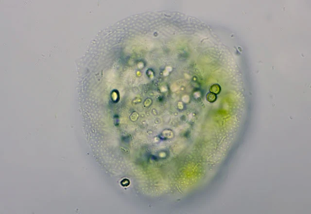 Cochliopodium vestitum