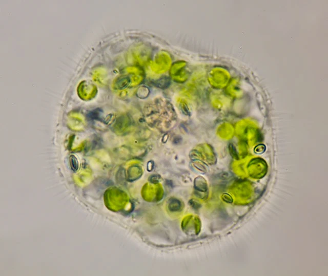 Cochliopodium vestitum