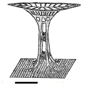 Cochliopodium vestitum