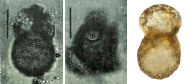 Cocinocassis pontigulasiformis