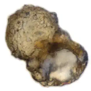 Conicocassis pontigulasiformis