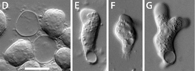 copromyxa