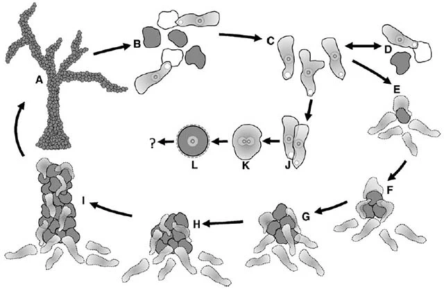 Saccamoeba