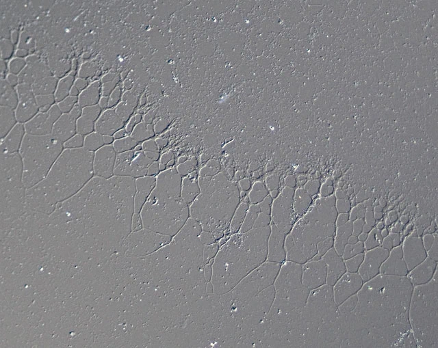 Leptophrys elegans