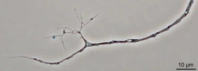 Leptophrys elegans