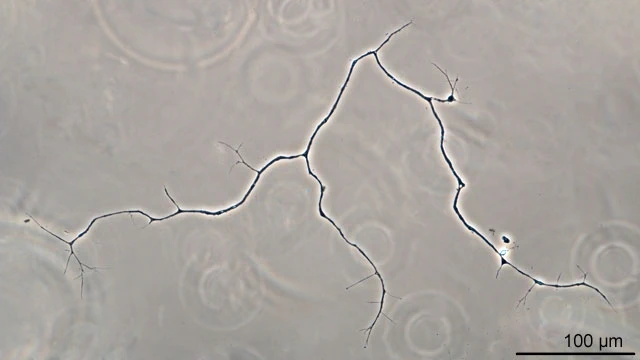 Darbyshirella spec.