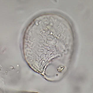 Corythion dubium