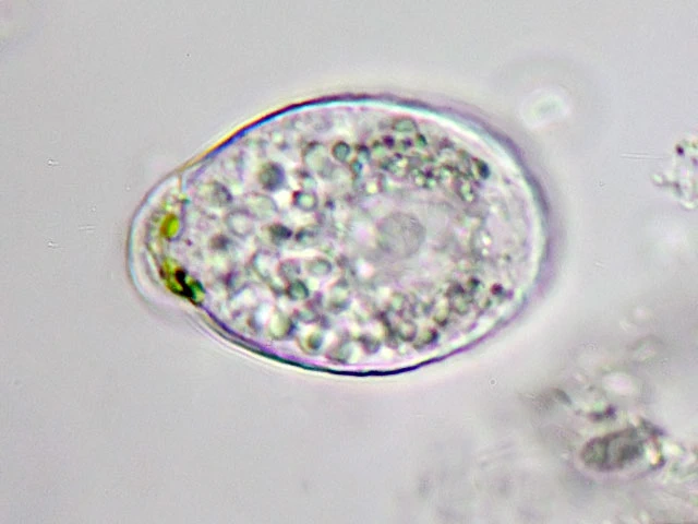 Corythium dubium