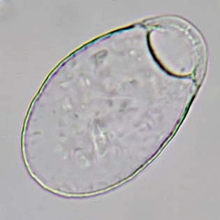 Corythium dubium