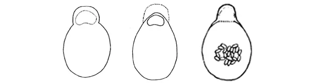 Corythion aerophila