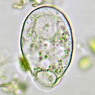 Corythium dubium