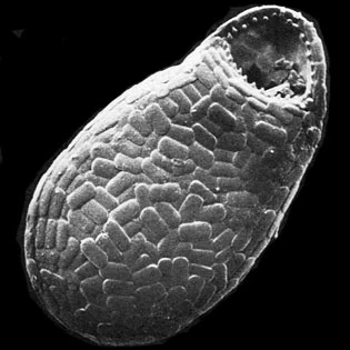 Corythion dubium
