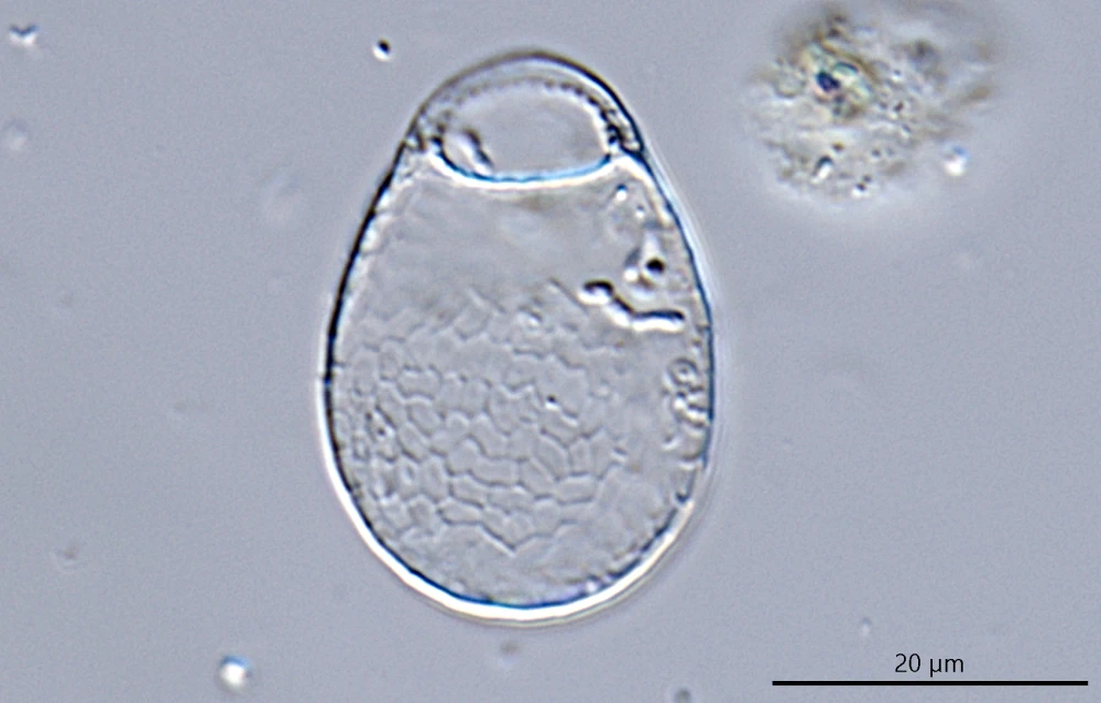 Corythium dubium