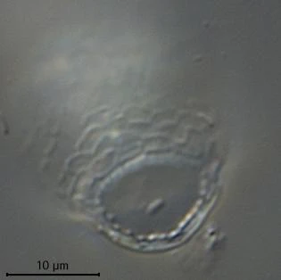 Corythion dubium