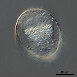 Corythium dubium