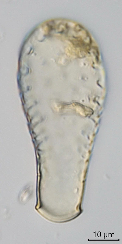 Hyalosphenia insecta