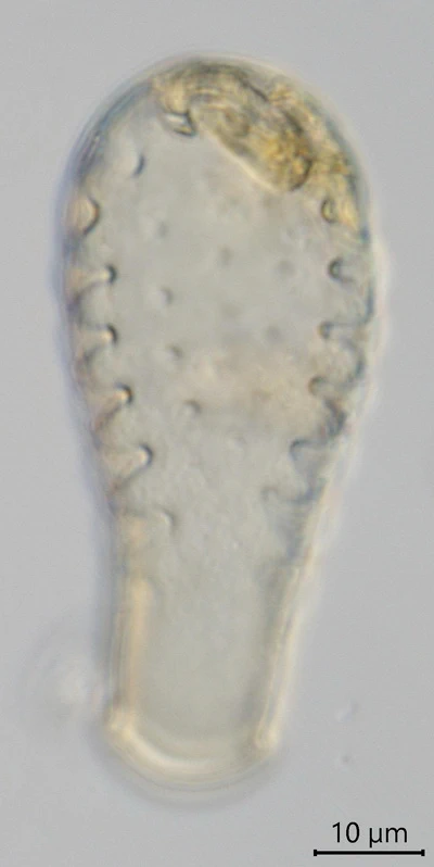 Hyalosphenia insecta