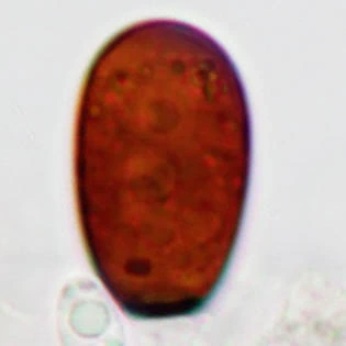 Cryptodifflugia oviformis