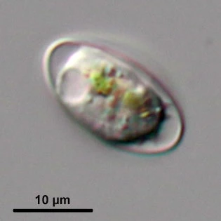 Cryptodifflugia compressa