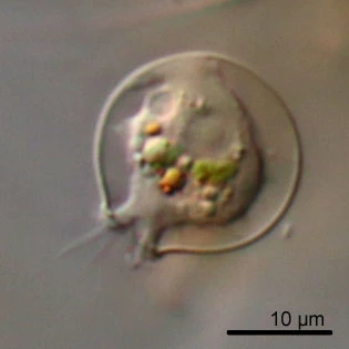 Cryptodifflugia compressa