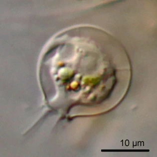 Cryptodifflugia compressa