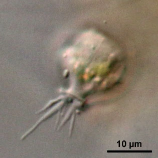 Cryptodifflugia compressa