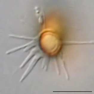 Cryptodifflugia compressa