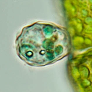 Cryptodifflugia crenulata