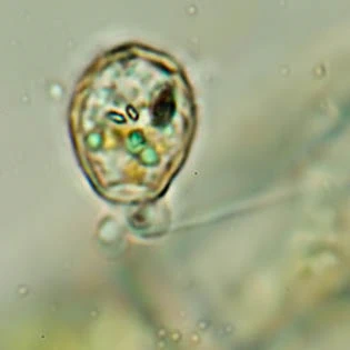 Cryptodifflugia crenulata