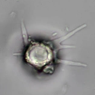 Cryptodifflugia paradoxa