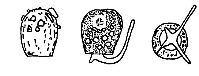 Cryptodifflugia horrida