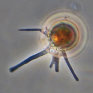 Cryptodifflugia oviformis