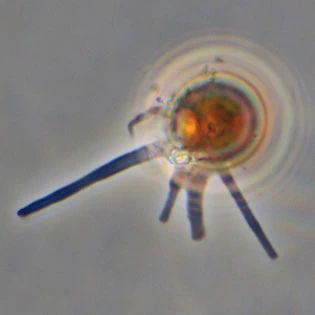 Cryptodifflugia oviformis