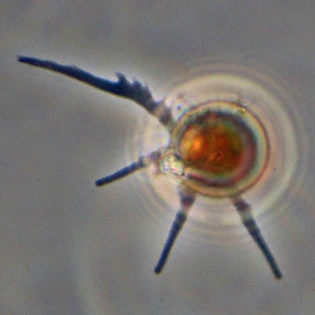 Cryptodifflugia oviformis
