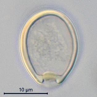 Cryptodifflugia oviformis