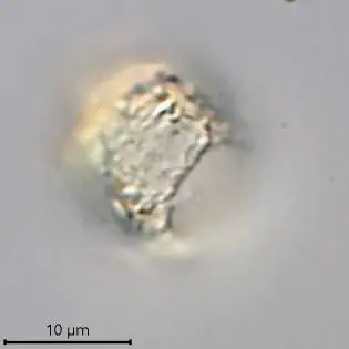 Cryptodifflugia patinata