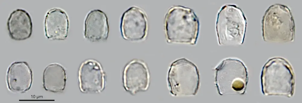 Cryptodifflugia pusilla conica