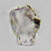Cryptodifflugia sacculus