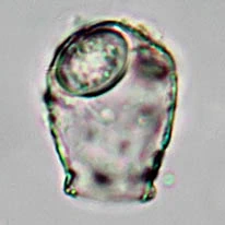 Cryptodifflugia sacculus