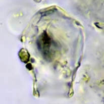 Cryptodifflugia sacculus