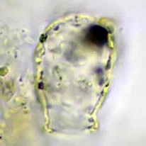 Cryptodifflugia sacculus
