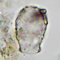 Cryptodifflugia sacculus