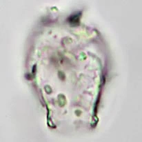 Cryptodifflugia sacculus