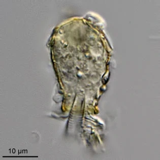Cryptodifflugia sacculus