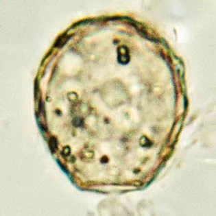 Cryptodifflugia crenulata
