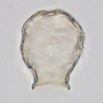 Cryptodifflugia sacculus