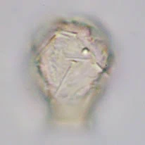 Cryptodifflugia sacculus