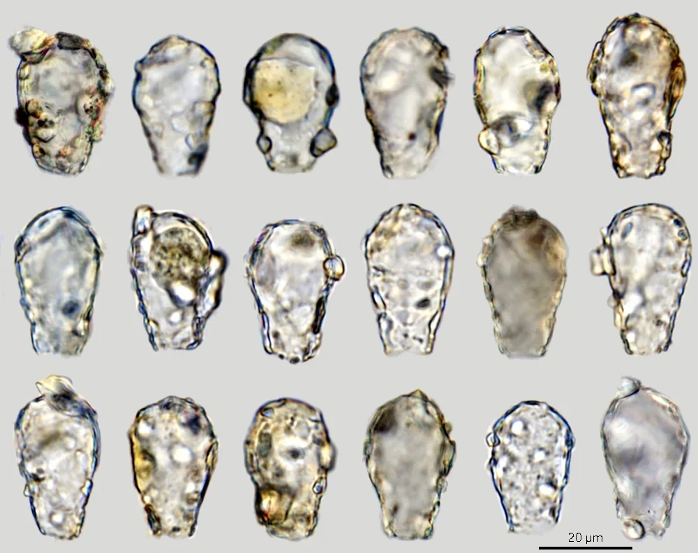 Cryptodifflugia voigti