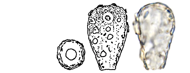 Cryptodifflugia voigti
